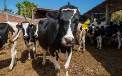 Ganaderos de Mazatlán denuncian asfixia por importación de leche en polvo