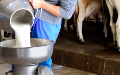 Aumentos en costos de producción afectan a lecheros; incrementos superan sus ganancias