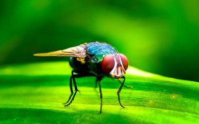 El retorno del gusano barrenador