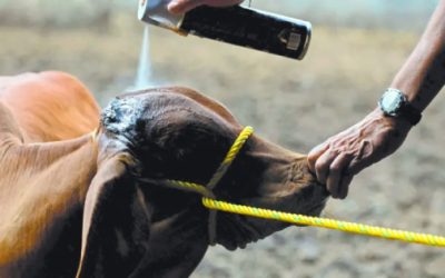 Sedea reporta 40 casos de gusano barrenador en Querétaro