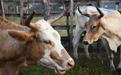 Entregarán kits de curación en municipios de SLP ante aumento de casos de gusano barrenador