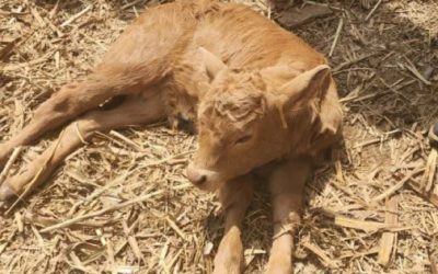 Se extiende rápido gusano barrenador en Querétaro; van 40 casos