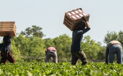 Las redadas pulverizan más la mano de obra en el campo de EU