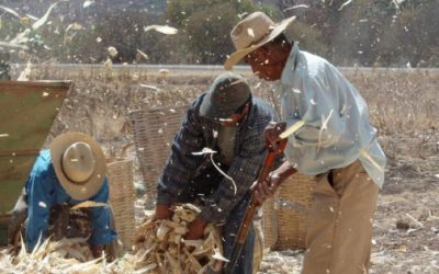 Retrocede México del top agrícola