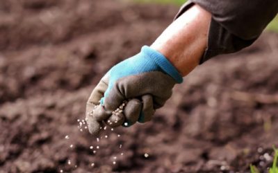 Fertilizantes se encarecen por la guerra y amenazan precios de alimentos en México