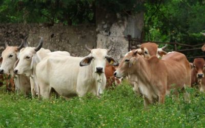 Tamaulipas insta a SLP y Veracruz a hacer más contra gusano