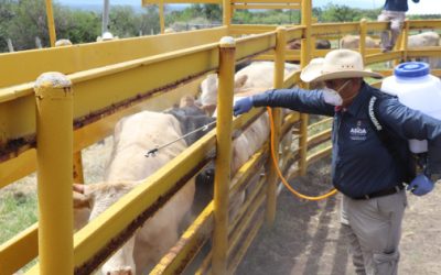 Confirman 44 casos de barrenador en Jalisco