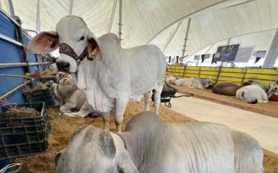 Sector ganadero nacional acelera recuperación de mil mdd tras gusano barrenador