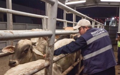 Gusano Barrenador en Tamaulipas: Registran 34 Casos Activos en Ganado