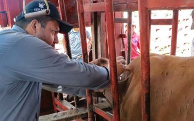 Sector ganadero nacional acelera recuperación de mil mdd tras gusano barrenador