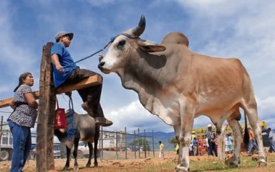 Gusano barrenador va para largo, advierte el CNA; hay impacto de millones de dólares