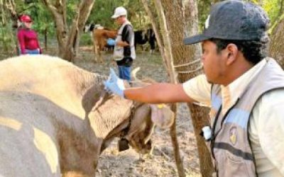 Casos de miasis en humanos superan los 200, informa SSA