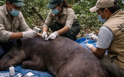 Gusano barrenador afecta a la fauna silvestre; Conanp atiende caso de tapir con miasis en Campeche