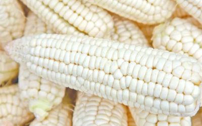 Maíz blanco y reglas laborales, frentes de Jalisco en revisión de T-MEC