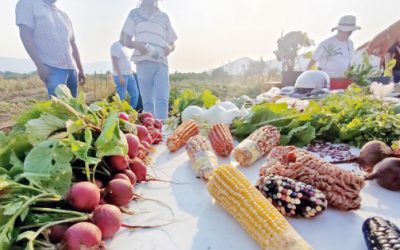 Del campo a la mesa, la creatividad estratégica para el agro mexicano