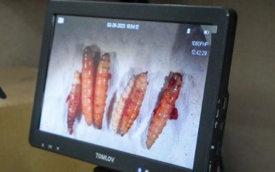 SLP reporta 71 casos activos de gusano barrenador; instalan centro de emergencia sanitaria