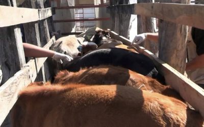 Casos de gusano barrenador en Tamaulipas