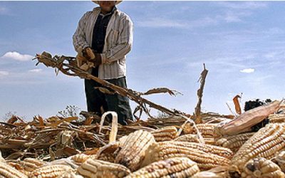 Maíz blanco y reglas laborales, frentes de Jalisco en revisión de T-MEC