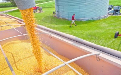 EE. UU. exporta 3.95 millones de toneladas de maíz a México