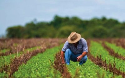 Productores de granos en México advierten descapitalización
