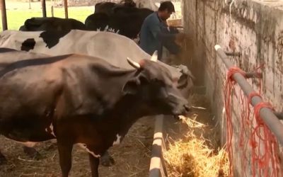 Gusano barrenador ha afectado a 214 animales en Hidalgo; hay casos en 36 municipios
