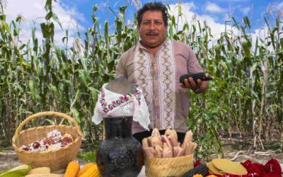 Logran preservar 54 razas de maíz nativo