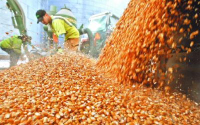 Urgen soluciones integrales ante momento crítico que enfrentan los productores de grano
