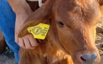 Alerta sanitaria por gusano barrenador afecta bovinos y humanos en Oaxaca