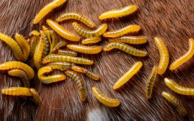 Solicitan 30 millones para frenar gusano