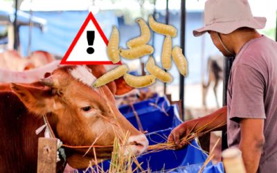 Legislador denuncia abandono sanitaria por Gusano Barrenador en Guanajuato