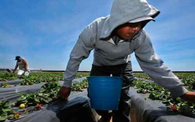 Certificarán a los jornaleros mexicanos