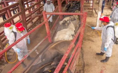 Gobierno acelera estrategia contra gusano barrenador