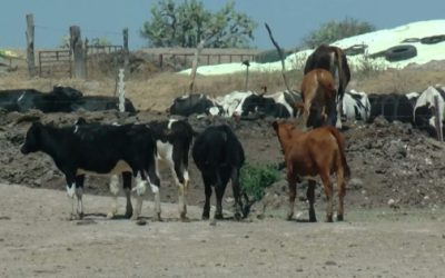 Se reportan más de mil 200 casos activos de gusano barrenador del ganado en al menos 14 estados