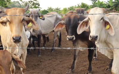 Gobierno acelera estrategia contra gusano barrenador