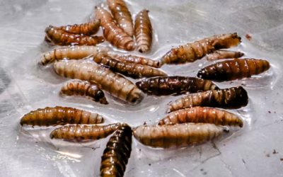 El gusano barrenador descalabra 23 estados