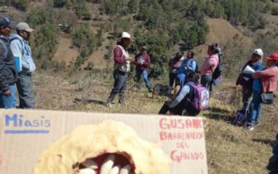 422 mil campesinos y 13 estados se suman con Sembrando Vida contra el gusano barrenador