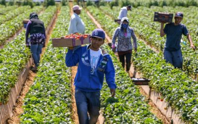 México busca acelerar envíos del agro a UE