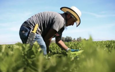 Presiones globales impactan al campo mexicano y abren oportunidad de diversificación