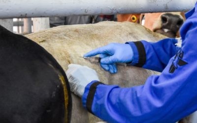 Suman 7 casos de gusano barrenador en Nuevo León; el más reciente se reportó en Aramberri