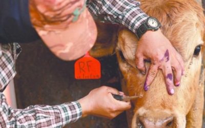 Muere adulto mayor por gusano barrenador