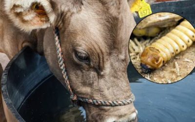 Aclara SADER sobre crisis de barrenador