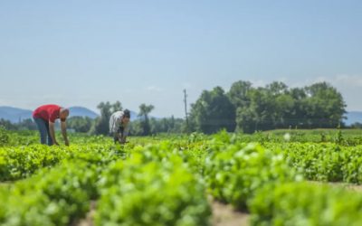 México busca diversificar mercados en sus exportaciones agroalimentarias a la UE