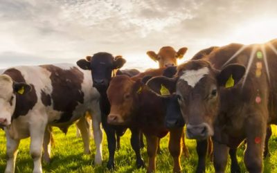 Ganadería en México: un pilar silencioso que alimenta, se organiza y resiste