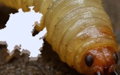 Avanza plaga de gusano barrenador en Hidalgo; ya suma presencia en 45 de 84 municipios