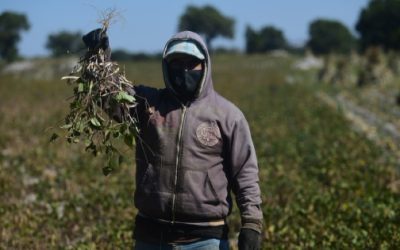 Senadores de EU urgen mayor certeza para productores en revisión del T-MEC
