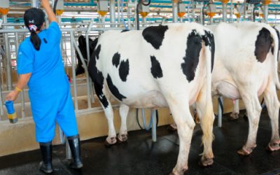 Presumirán jerarquía en producción de leche