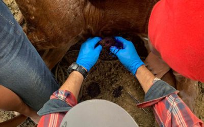 Refuerzan combate al gusano barrenador