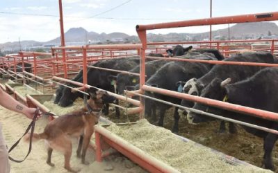 Buscan erradicar gusano barrenador en Chihuahua con perros especializados