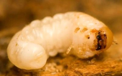 Detectan 6 casos de gusano barrenador en menos de un mes en Nuevo León