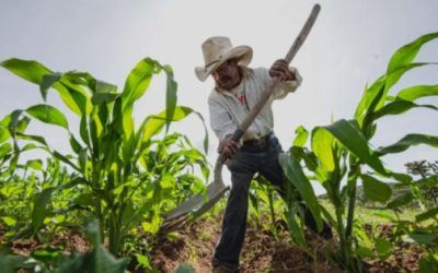 T-MEC y plagas agrícolas